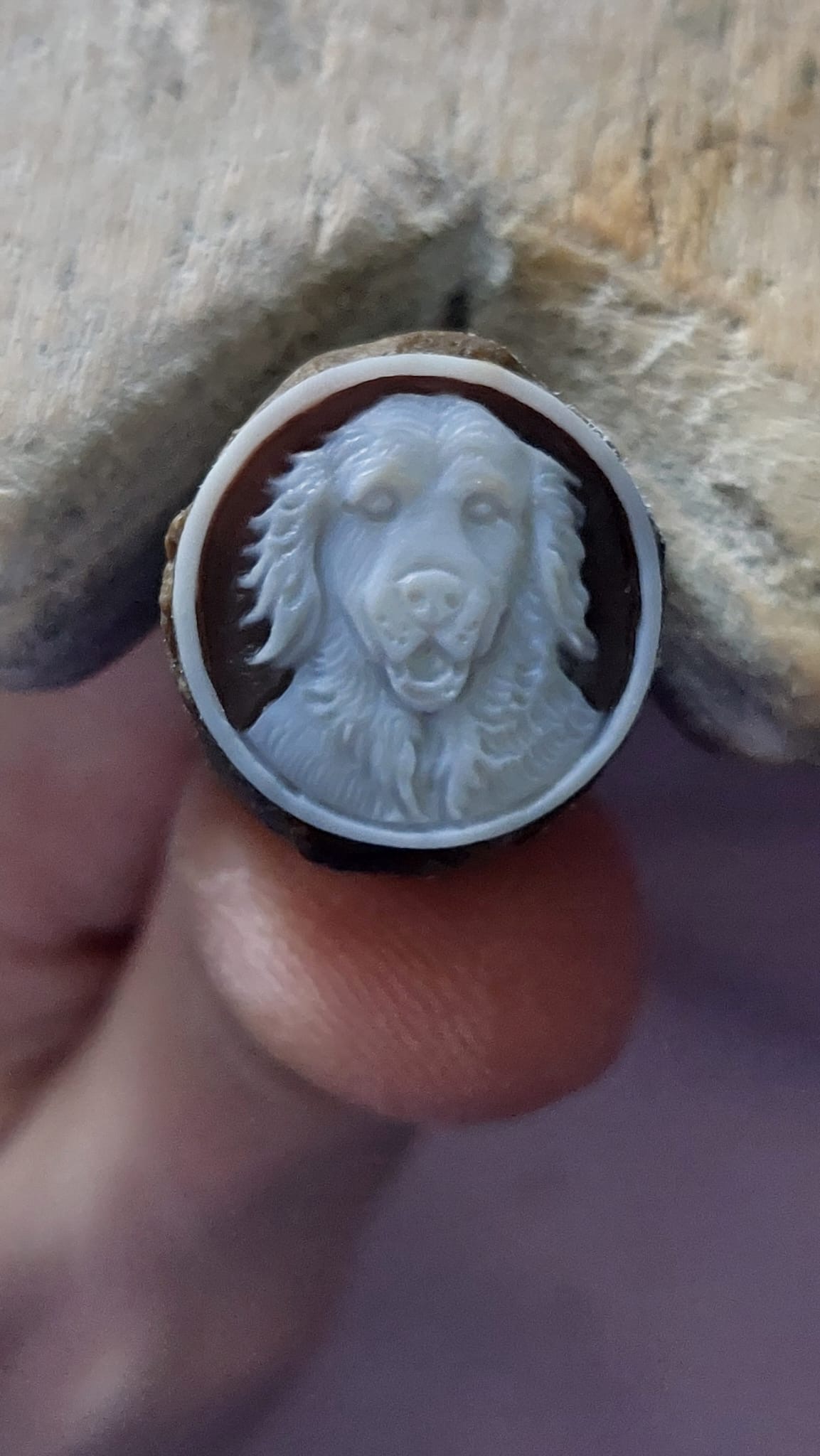 Dog cameo