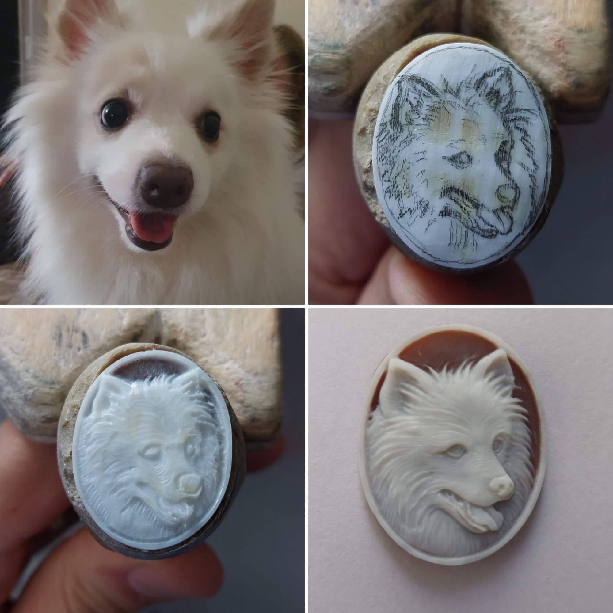 Cane volpino